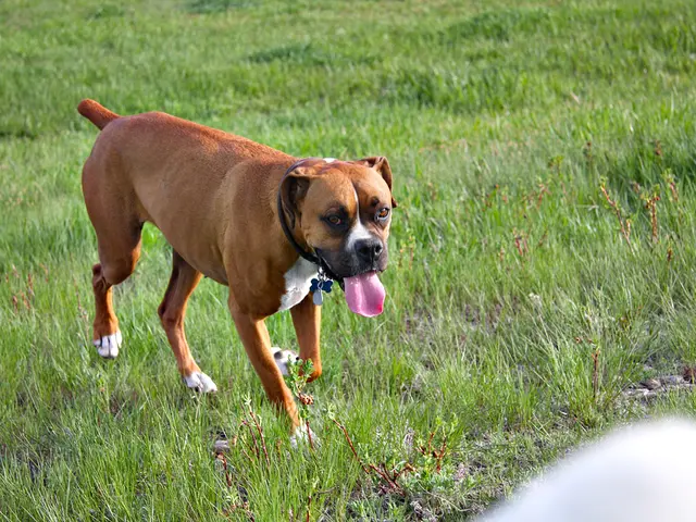 Best Dog-Friendly Lawn Maintenance Services to Consider