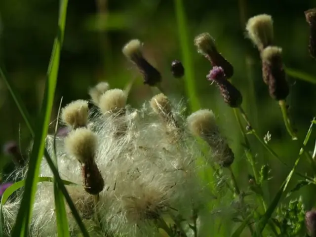 Optimal Fertilization: Crucial Timeframes for Vibrant Gardens