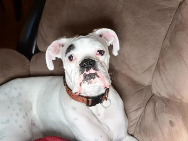 Guide to Eliminating Pet Urine Stains from Car Seats