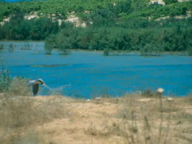 gardening resolutions for January: prioritizing pruning, preparing soil, inspecting tools, planning...