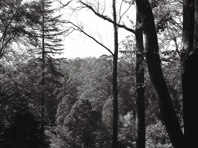 Planting Carbon-Absorbing Trees: A Detailed Guide to 10 Species