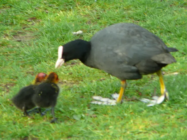 Groups of lapwings, goldfinches, and redwings...