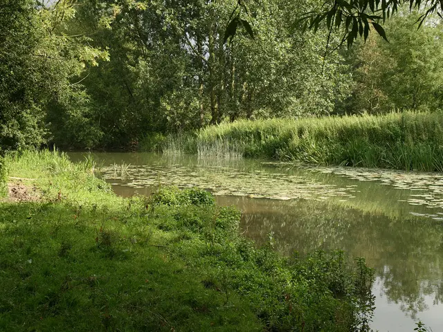 Excessive Rainfall Could Potentially Overwhelm the Garden - When Does Water Become Detrimental?