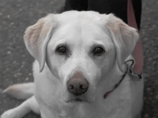 Effortlessly control leash-pulling in your dog with this instructor's straightforward approach,...