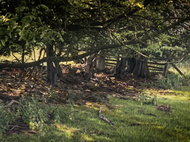 Transform Your Yard into a Productive Food Forest: A Sustainable and Natural Approach to Planting...