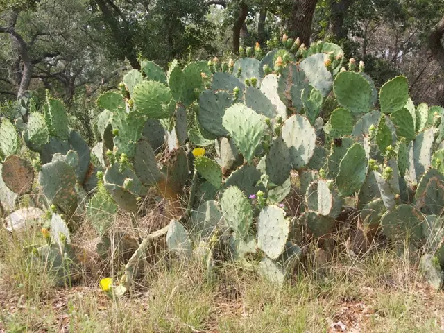 Marvels of Elm Seeds: Nature's Enduring Wealth