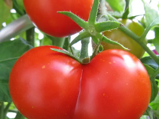 Efficient Homemade Pesticides for Tomato Plants: Simple Remedies for Warding Off Pests and...