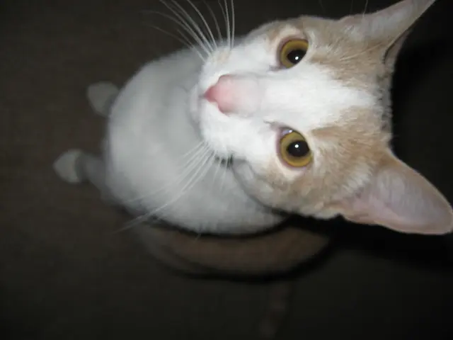 Orange felines labeled as "yellow" are essentially orange tabbies.