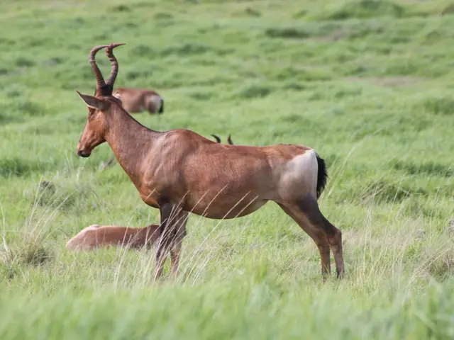 Ignore 18 Miniature Wildlife Species Frequenting Your Backyard