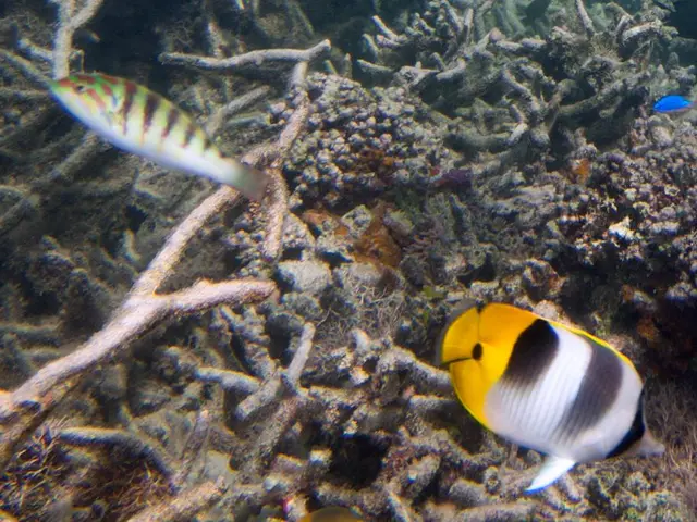 Top 7 Stunning Species Ideal for Every Home Aquarium