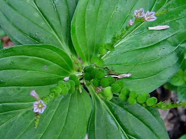 Cultivating Old Tree Species Expansion