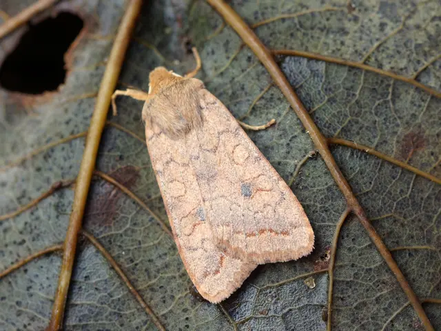 Destructive Insect: Pear Sawfly or Pearslug