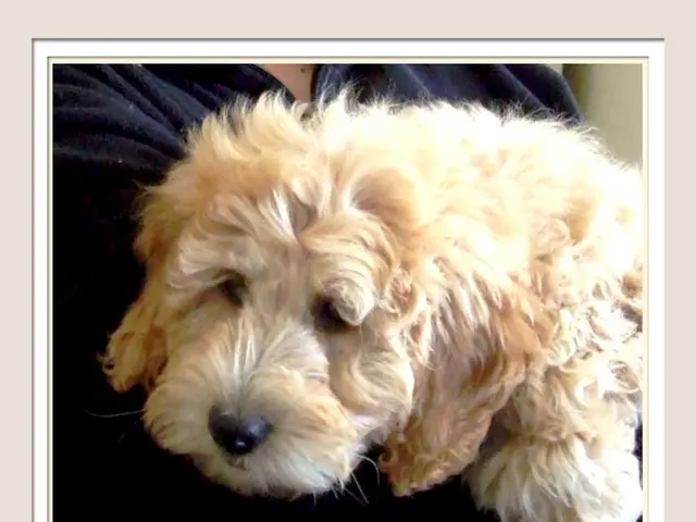 Longest-Lived Canine Species: A Look at Their Longevity