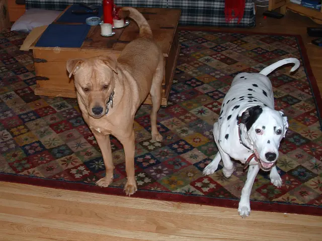 Dog owners are enthusiastically praising a cooling mat for their pets, and I've discovered that...