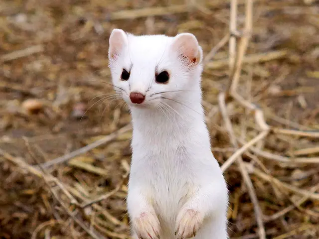 Woodchucks Aversions: Garden Deterrent Strategies