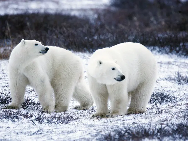 Polar bear survival strategies during cold weather