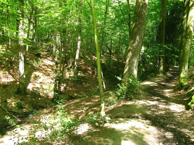 Tough and resilient trees thrive in the harshest environments worldwide. However, the question...