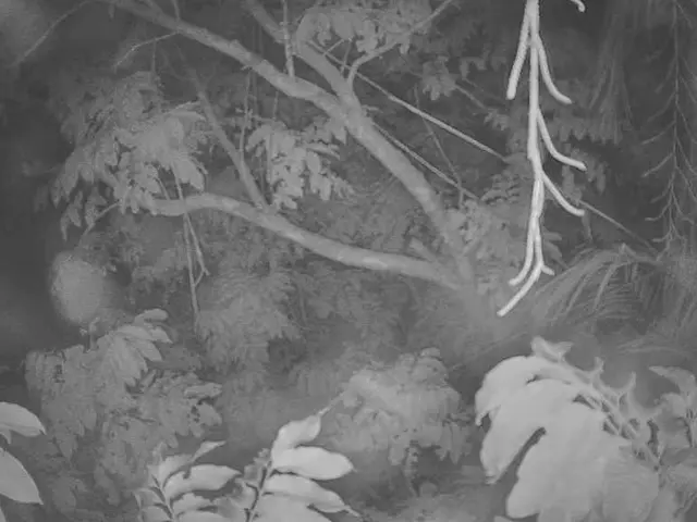 Six tree species on the brink of extinction