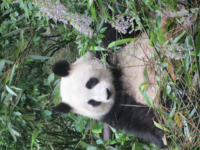 Established heavyweights and emerging talents secure nominations for the 2025 Panda Awards