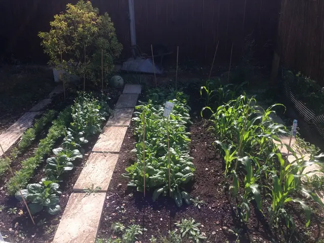 Top Recommended Self-Operating Seed Planting Devices for Modest Agricultural Spaces