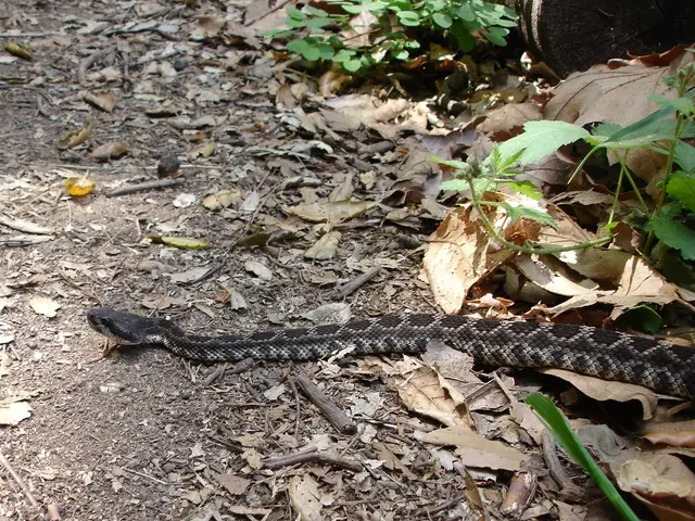 Effortless Options for Indoor Greenery for the Time-Strapped Individual