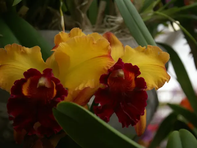 Allium Blooming Duration: A Gardener's Handbook