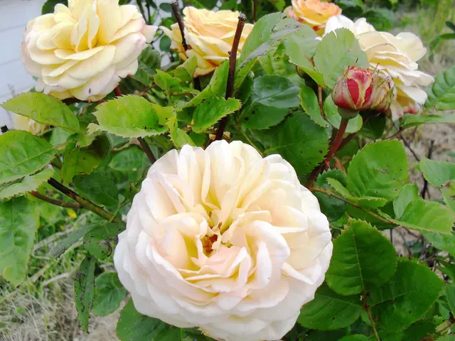 Transform your lawn into a blooming garden using these 17 perennial plants, all sans the need for...