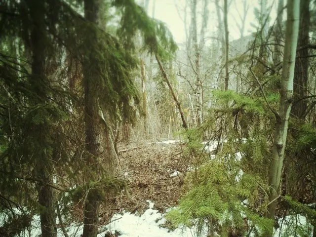 Enjoyable pastimes for 100 families in the Black Forest