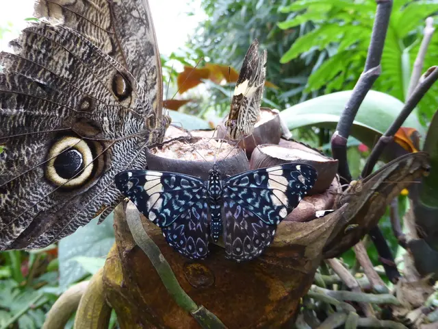 Strategies for Drawing Butterflies to Your Garden: Recommended Plants and Additional Methods for...