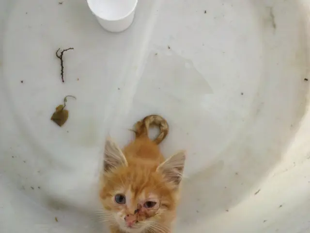 Upgrade Program for Boilers Experiences Rapid Expansion, Yet Government Document Reveals...