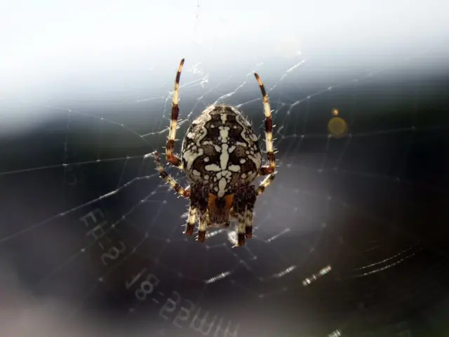 Simple DIY Spider Web Craft