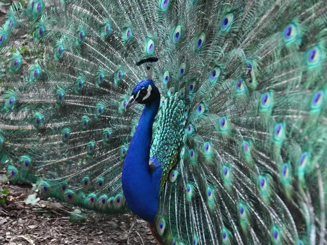 Cultivating Perennial Geraniums in Iowa's Terrain