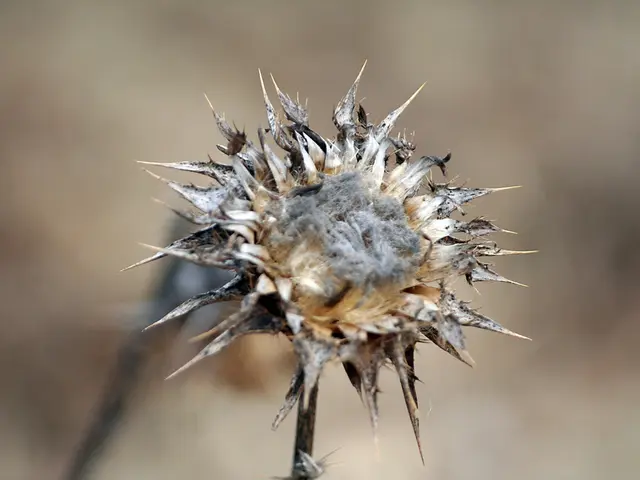 Preserving Hydrangea Blooms through Water-Soaking: An Affordable and Simple Method Explained