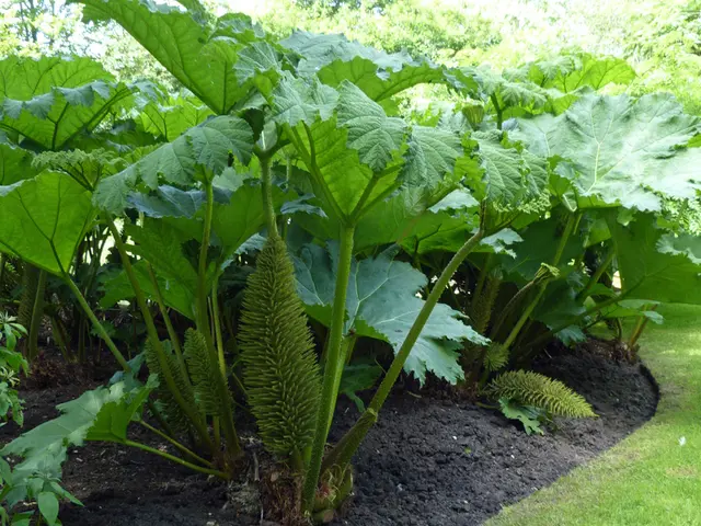 Methods for Improving Soil Around Established Plants: Boosting Garden Vitality with Precaution