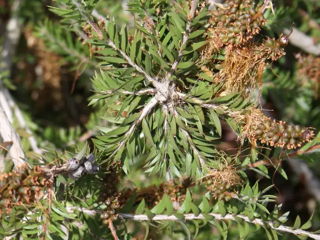 Top Bonsai-Friendly Fruit Tree Species for Your Miniature Garden