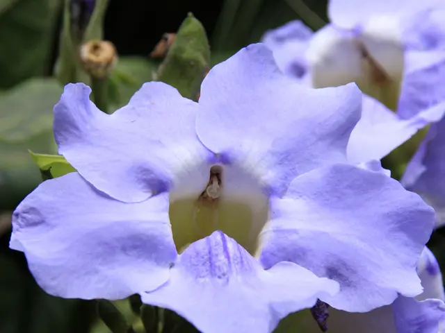 Top Selection of Flowering Plants Thriving in Midday Sunlight