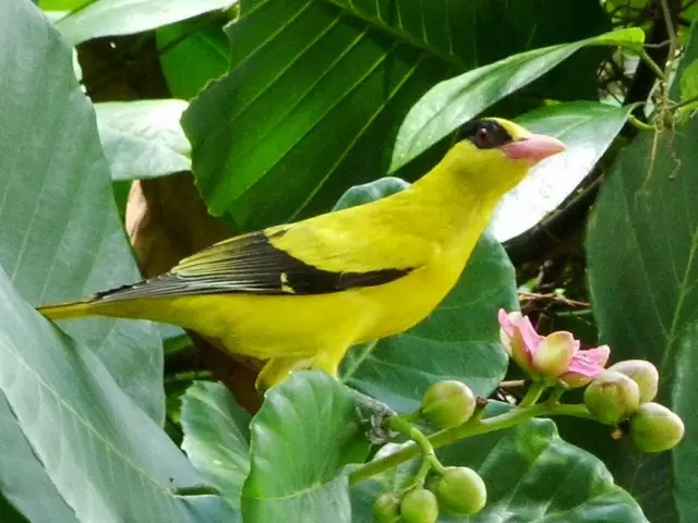 Discover the Charm of 9 Stunning Hummingbird Species That Could Visit Your Backyard