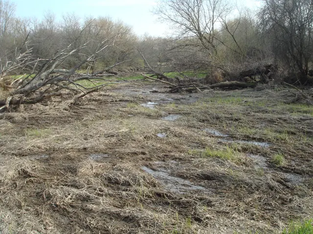 Heavy rain transforms a swampy area into a muddy expanse