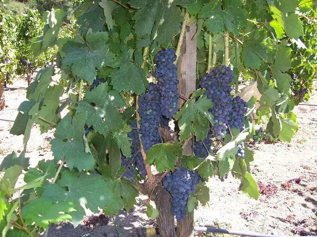 Announcement of Blueberry Picking Season Commencement in the Woodland Adjacent to Blankenhain