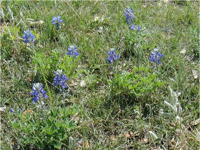 Streamlined Techniques for Eliminating Unwanted Marijuana Plants in Your Garden