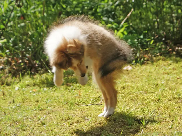 Garden Pets Ranking: Top 8 Choices for Every Role Type