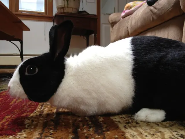 Considering Indoor Rabbit Housing? A Vet Addresses Your Concerns