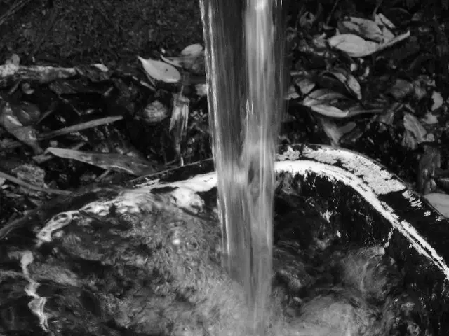 Cultivation Guide: Cloning Pothos Plants at Home