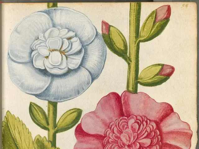 Tropical Vine with Edible Fruits: Passiflora