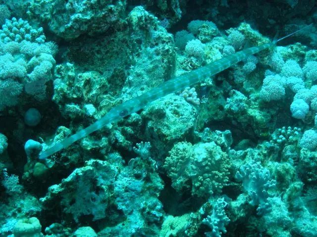 Sculpted Saviors: The Artisan's Devotion to Saving Coral Reefs through Plush Toys.