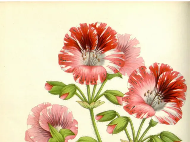 Blossoming Redbud Trees Reveal Stunning Heart-Shaped Leaves