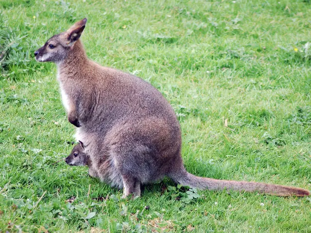 Kangaroo joey's make a surprise appearance during the festive season of Christmas
