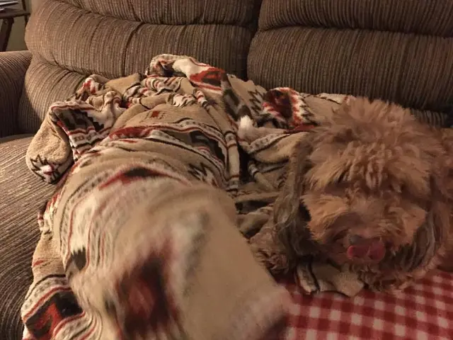 Essential Sleep Solution: Premium Comfort for Visitors in the Year 2025 (regarding sofa beds and...