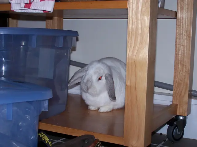 Celebrating Rabbit Day Worldwide: What's the Date?