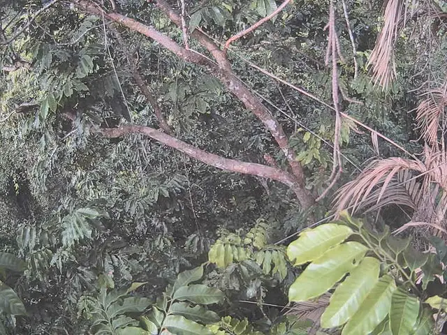 Guide for Trimming a Sago Palm: Detailed Instructions for Promoting Vigorous Development